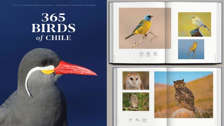 365 Birds of Chile: abogados, aves y la conexión con la naturaleza